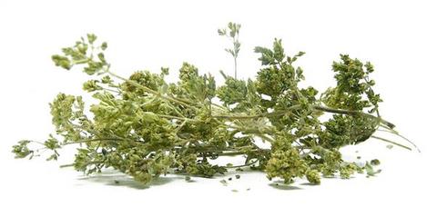 Ρίγανη σε ματσάκι